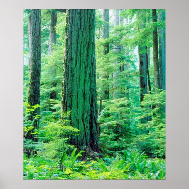Douglas Fir tree Poster (Front)