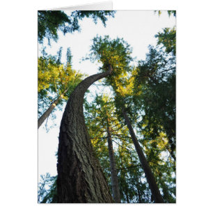 Douglas Firs at Walker Park, Shelton, WA