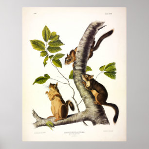 Douglass or Pine Squirrel (Chickaree) by Audubon Poster