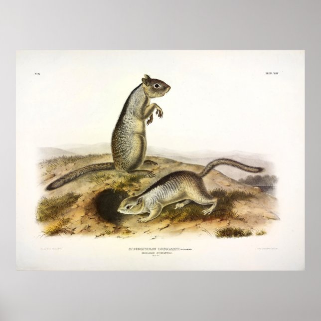 Douglass's Spermophile (Ground Squirrel) - Audubon Poster (Front)