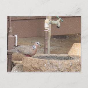 Dove at a fountain postcard