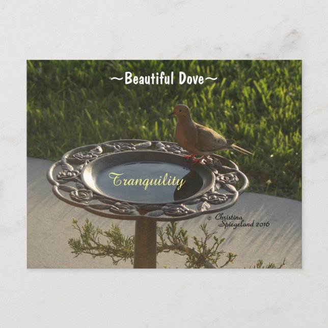 Dove bird Birdbath tranquillity Spiegeland Postcar Postcard (Front)