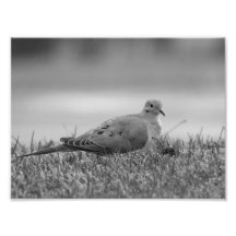 Dove Bird photo print