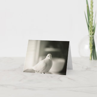 Dove Blank Card