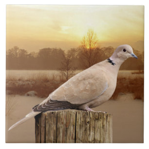 DOVE CERAMIC TILE