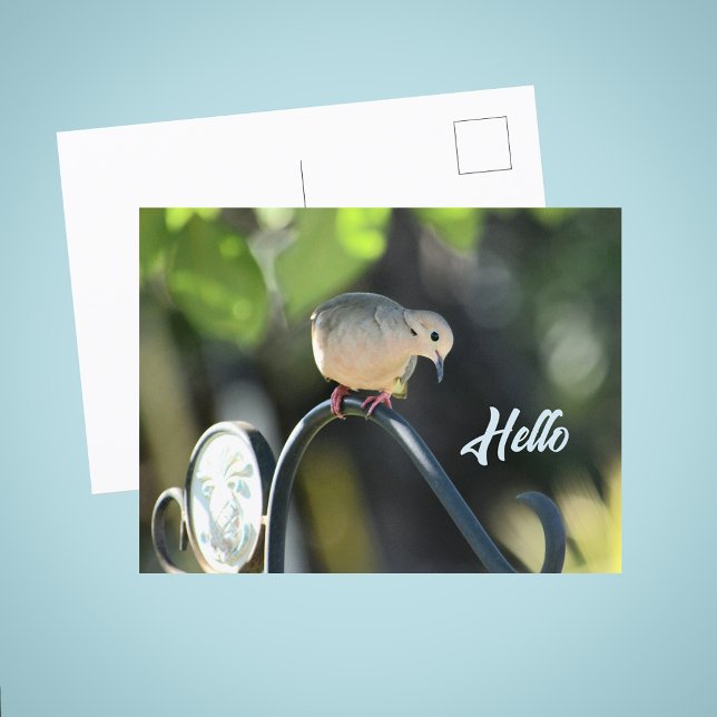 Dove Dropping in to Say Hello Photo Postcard (Creator Uploaded)