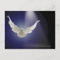Dove flying through beam of light