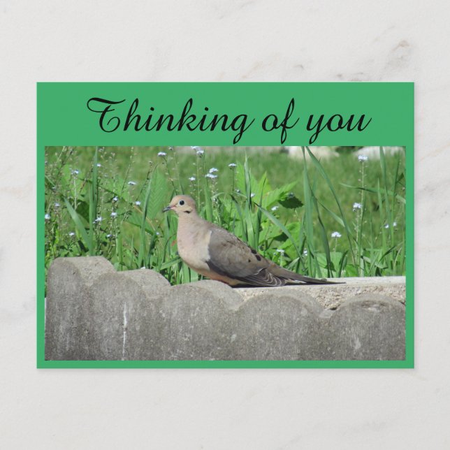 Dove In Garden Photo Thinking of You Postcard (Front)