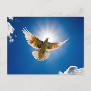 Dove in the sun postcard