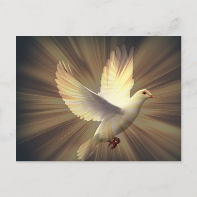 Dove of peace. postcard (Front)