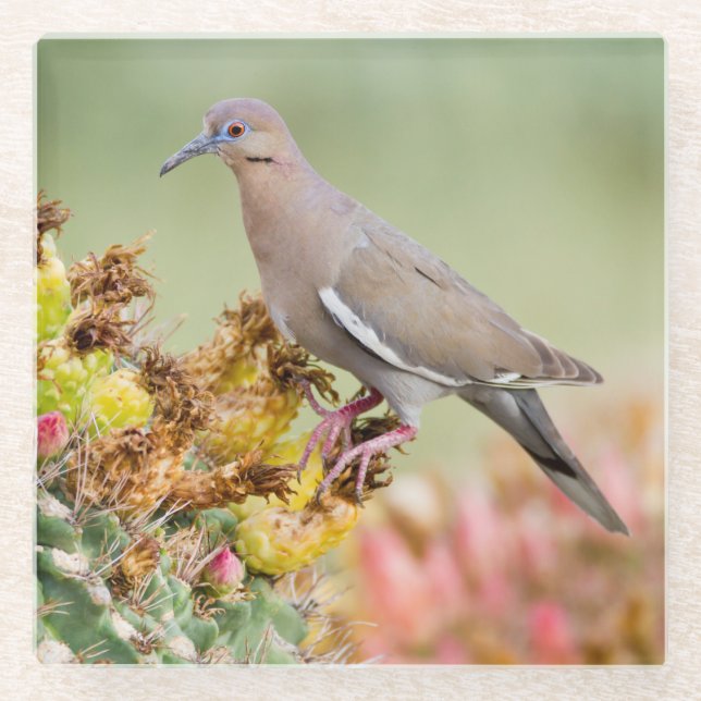Dove on a Cactus Glass Coaster (Front)