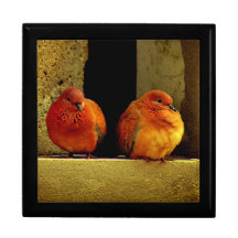 Dove Pair