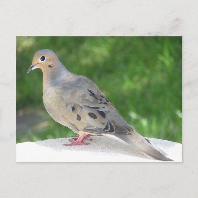 Dove Postcard (Front)