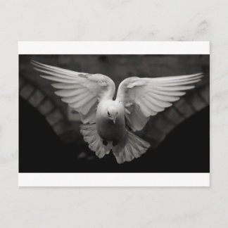 Dove Postcard