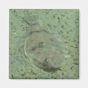 Dover Sole Fish Magnet