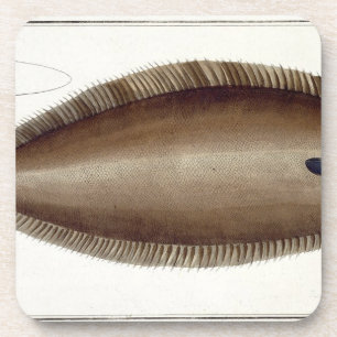 Dover Sole (Solea Solaea) plate XLV from 'Ichthyol Coaster