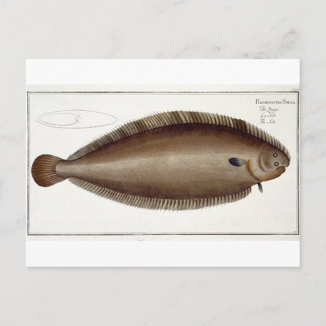 Dover Sole (Solea Solaea) plate XLV from 'Ichthyol Postcard (Front)