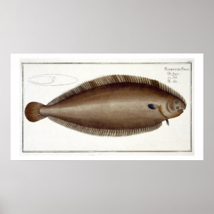 Dover Sole (Solea Solaea) plate XLV from 'Ichthyol Poster