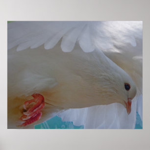 Doves Heart Dance Peace Love Party Destiny Poster