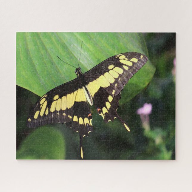 Dovetail Butterfly Jigsaw Puzzle (Horizontal)