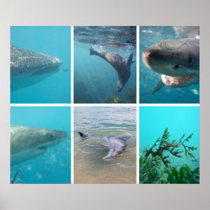 Down Under the Sea Ocean Life Animals Australia Poster