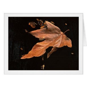 "Downed Sycamore Leaf"