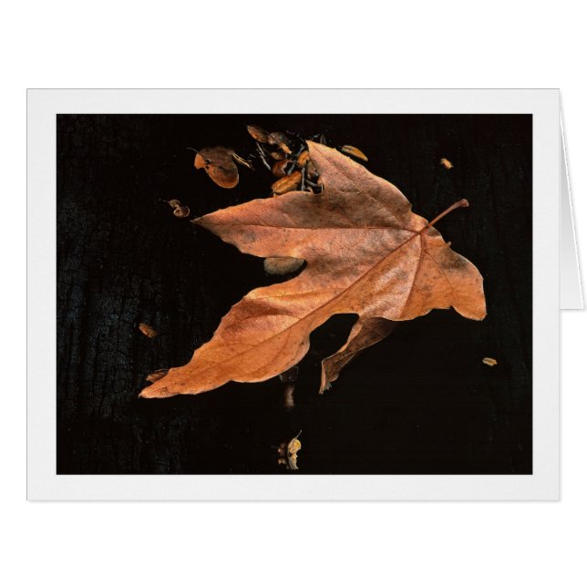 "Downed Sycamore Leaf" (Front Horizontal)