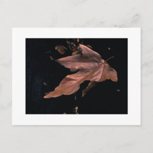"Downed Sycamore Leaf" Postcard
