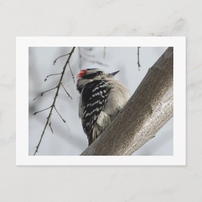 Downey Woodpecker Postcard (Front)