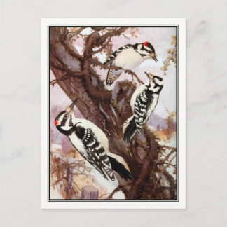 Downy and Hairy Woodpeckers - R. Bruce Horsfall Postcard