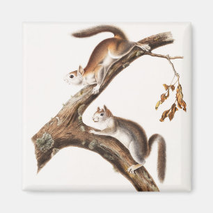 Downy Brown Squirrel House Magnet