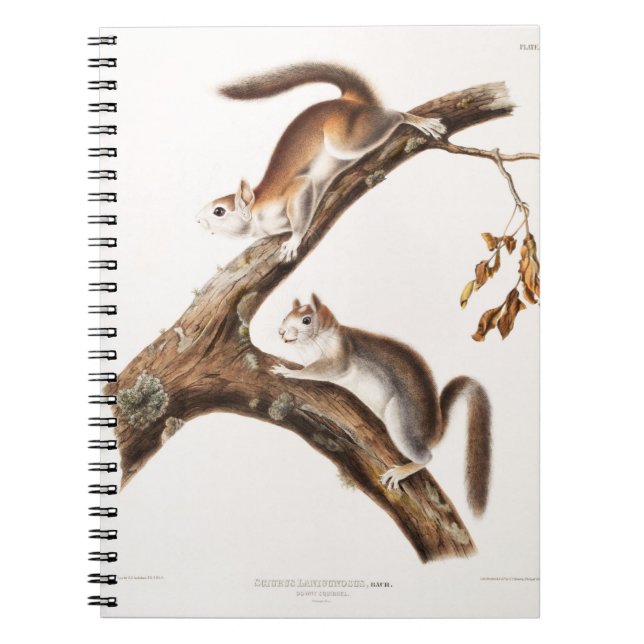 Downy Brown Squirrel House Notebook (Front)