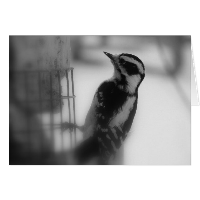 Downy Woodpecker (Front Horizontal)