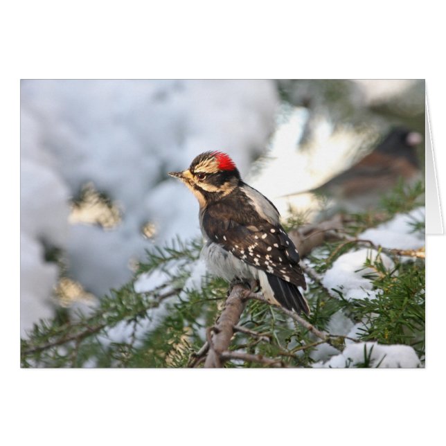 Downy Woodpecker (Front Horizontal)