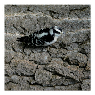 Downy Woodpecker 20" x 20", Poster (Semi-Gloss)