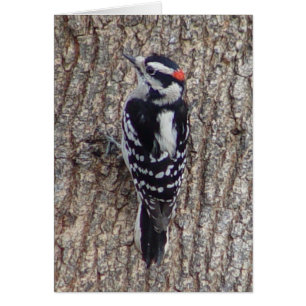 Downy Woodpecker Bird Card