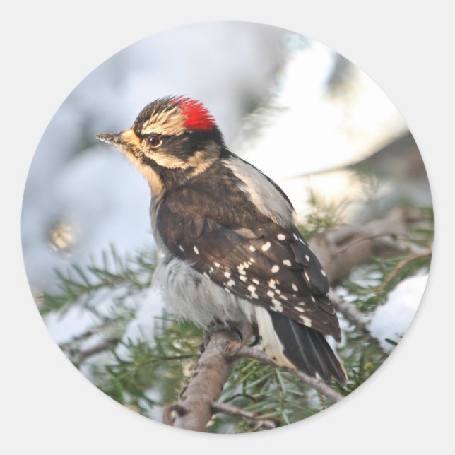 Downy Woodpecker Classic Round Sticker (Front)