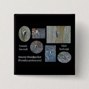Downy Woodpecker Composite Pictures Items 15 Cm Square Badge