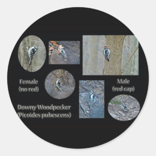 Downy Woodpecker Composite Pictures Items Classic Round Sticker