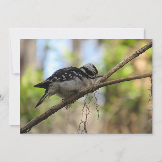 Downy Woodpecker Flat Greeting Card (Front)