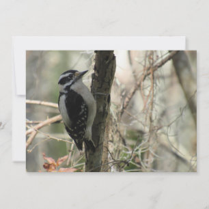 Downy Woodpecker Flat Greeting Card