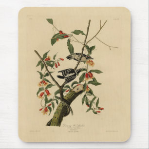 Downy Woodpecker - from Audubon's Birds of America Mouse Pad