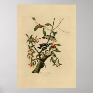 Downy Woodpecker - from Audubon's Birds of America Poster