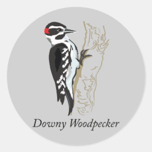 Downy Woodpecker Illustration Classic Round Sticker