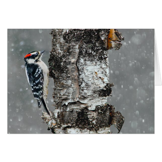 Downy Woodpecker in Snow - Original Photograph (Front Horizontal)