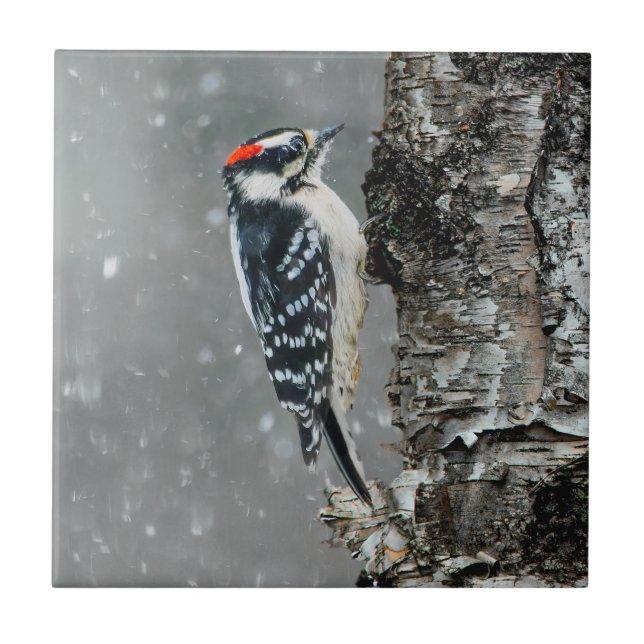 Downy Woodpecker in Snow - Original Photograph Ceramic Tile (Front)