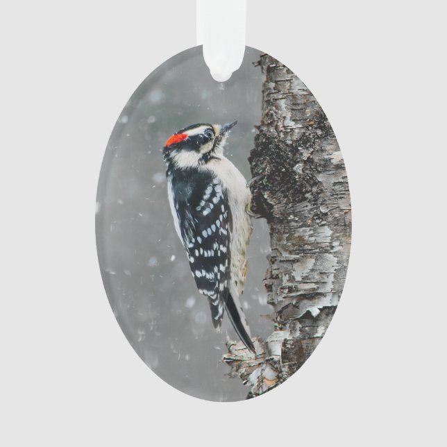 Downy Woodpecker in Snow - Original Photograph Ornament (Front)