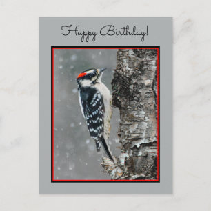 Downy Woodpecker in Snow - Original Photograph Postcard