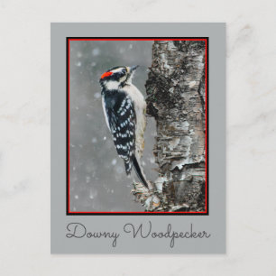 Downy Woodpecker in Snow - Original Photograph Postcard