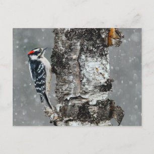 Downy Woodpecker in Snow - Original Photograph Postcard